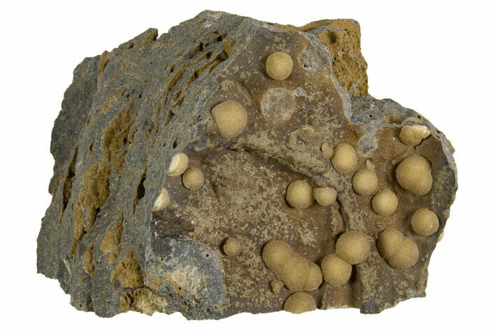 Globular Yellow-Brown Calcite Formations on Basalt - Italy #325619